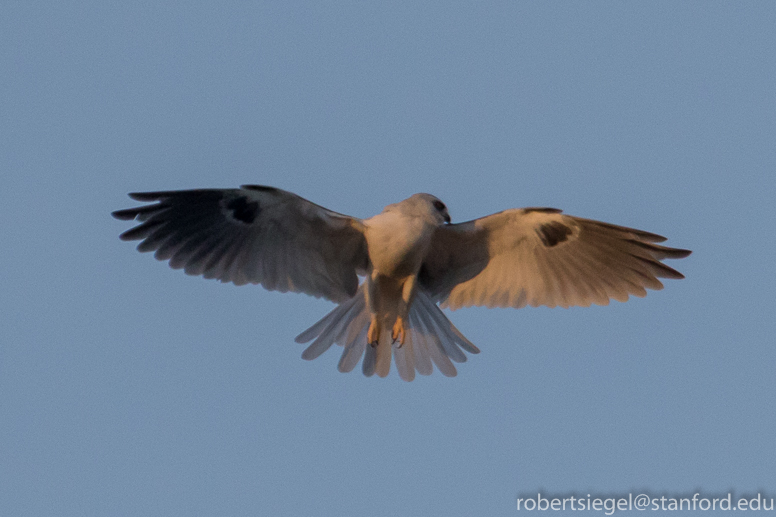 white-tailed kite